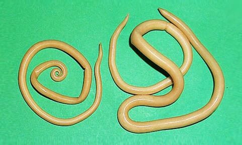 Ringworms are parasites that can harm the human body