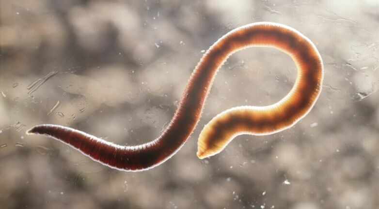 worm parasites of the human body