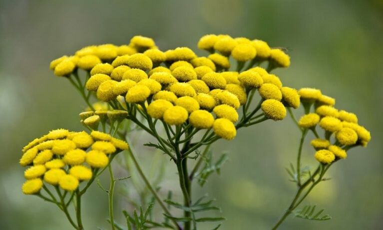 tansy to get rid of parasites from the body