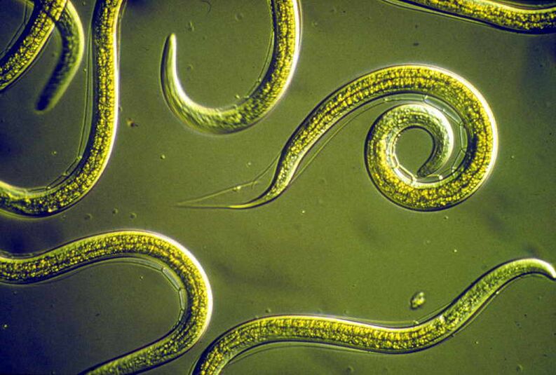 Nematode