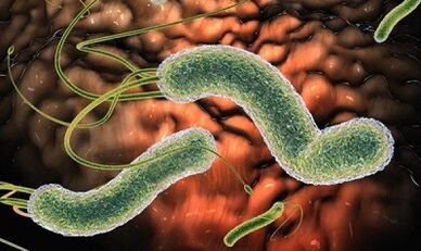 The type of parasites in human blood