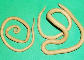 worm