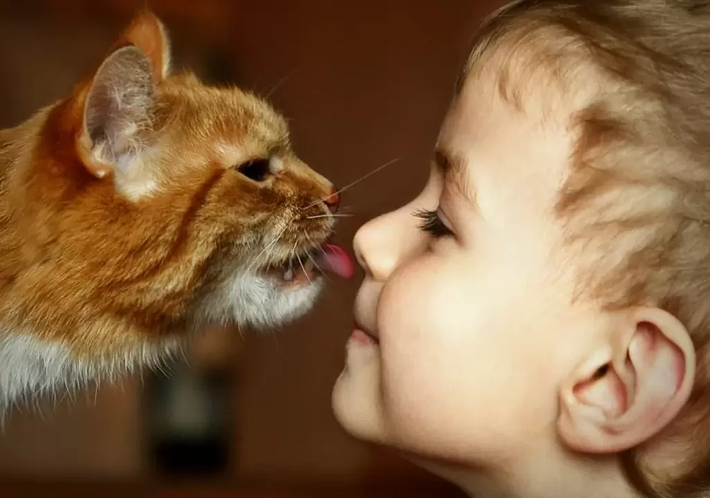 boy kisses a cat and gets infected with worms